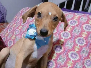 Cachorro raça SRD-ViraLata idade 2 a 6 meses nome Kira