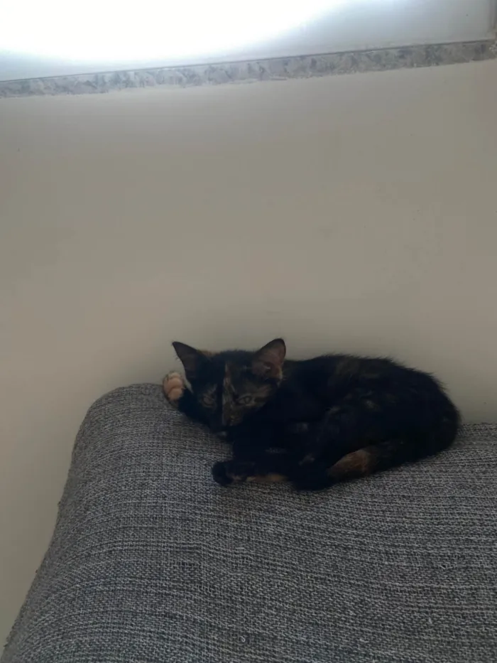 Gato ra a SRD-ViraLata idade 2 a 6 meses nome Ainda não dei um nome a ela 