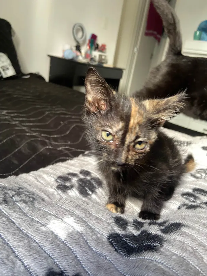 Gato ra a SRD-ViraLata idade 2 a 6 meses nome Ainda não dei um nome a ela 