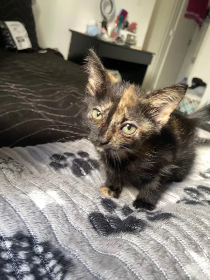 Gato ra a SRD-ViraLata idade 2 a 6 meses nome Ainda não dei um nome a ela 