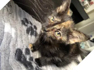 Gato raça SRD-ViraLata idade 2 a 6 meses nome Ainda não dei um nome a ela 
