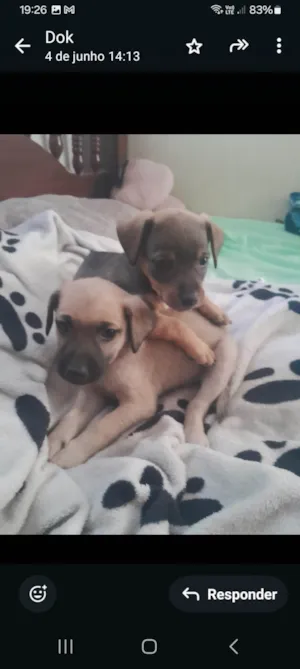 Cachorro raça SRD-ViraLata idade Abaixo de 2 meses nome Filhotes 