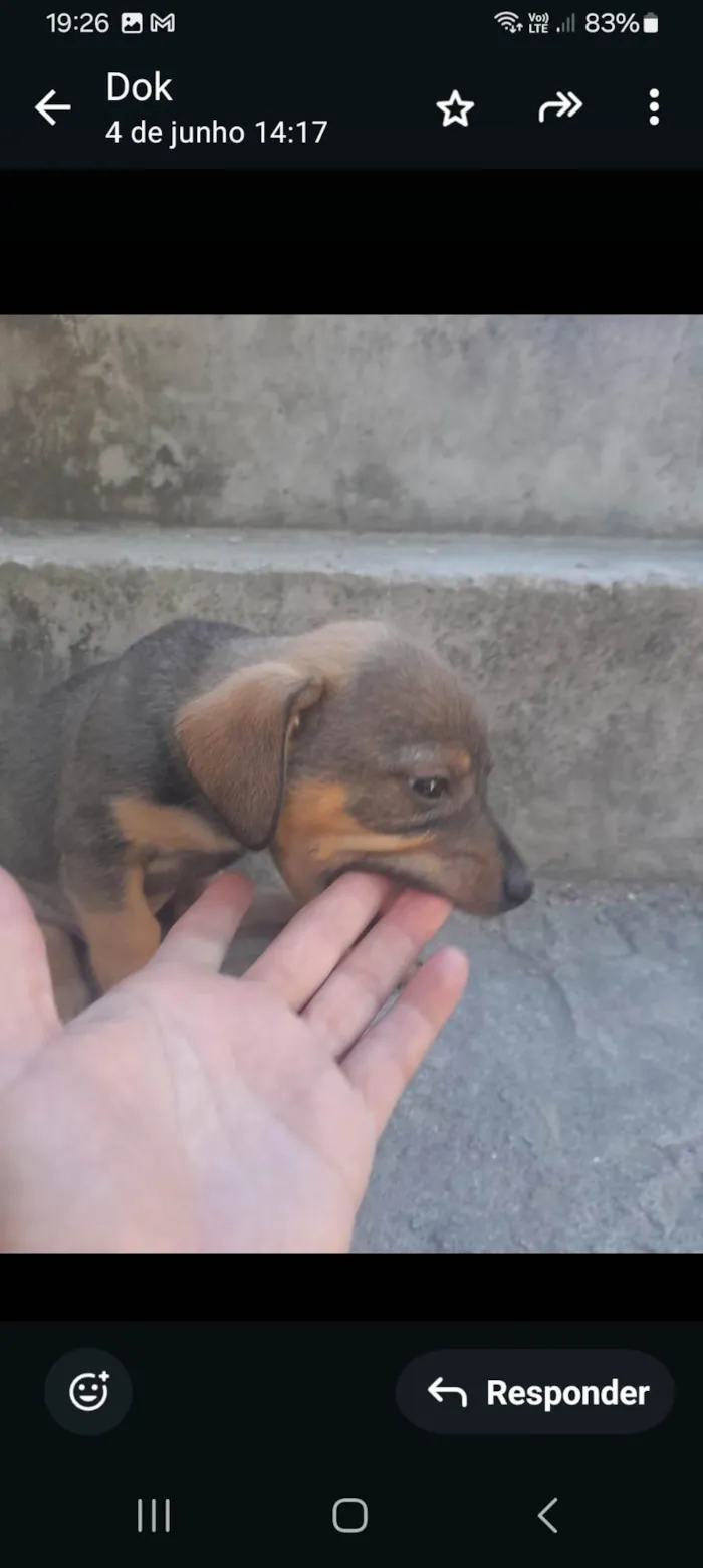 Cachorro ra a SRD-ViraLata idade Abaixo de 2 meses nome Filhotes 