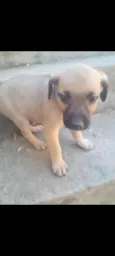 Filhotes