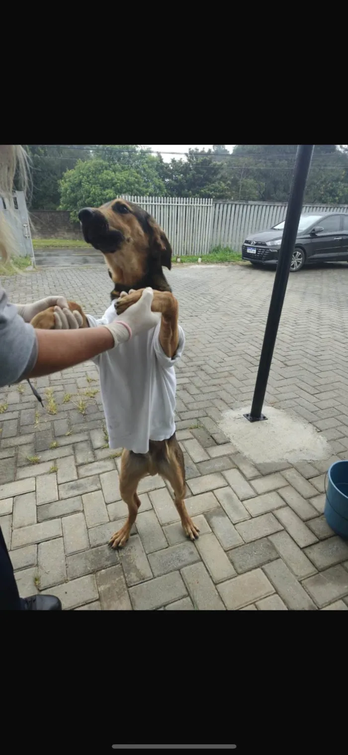 Cachorro ra a SRD-ViraLata idade 7 a 11 meses nome Frederico 