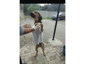 Cachorro raça SRD-ViraLata idade 7 a 11 meses nome Frederico 