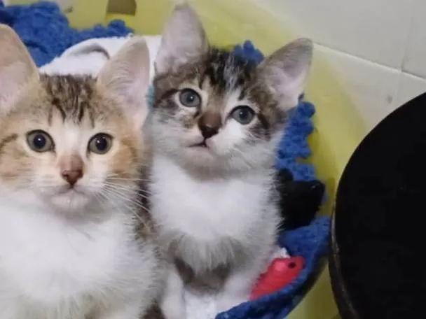 Gato ra a SRD-ViraLata idade Abaixo de 2 meses nome Guga