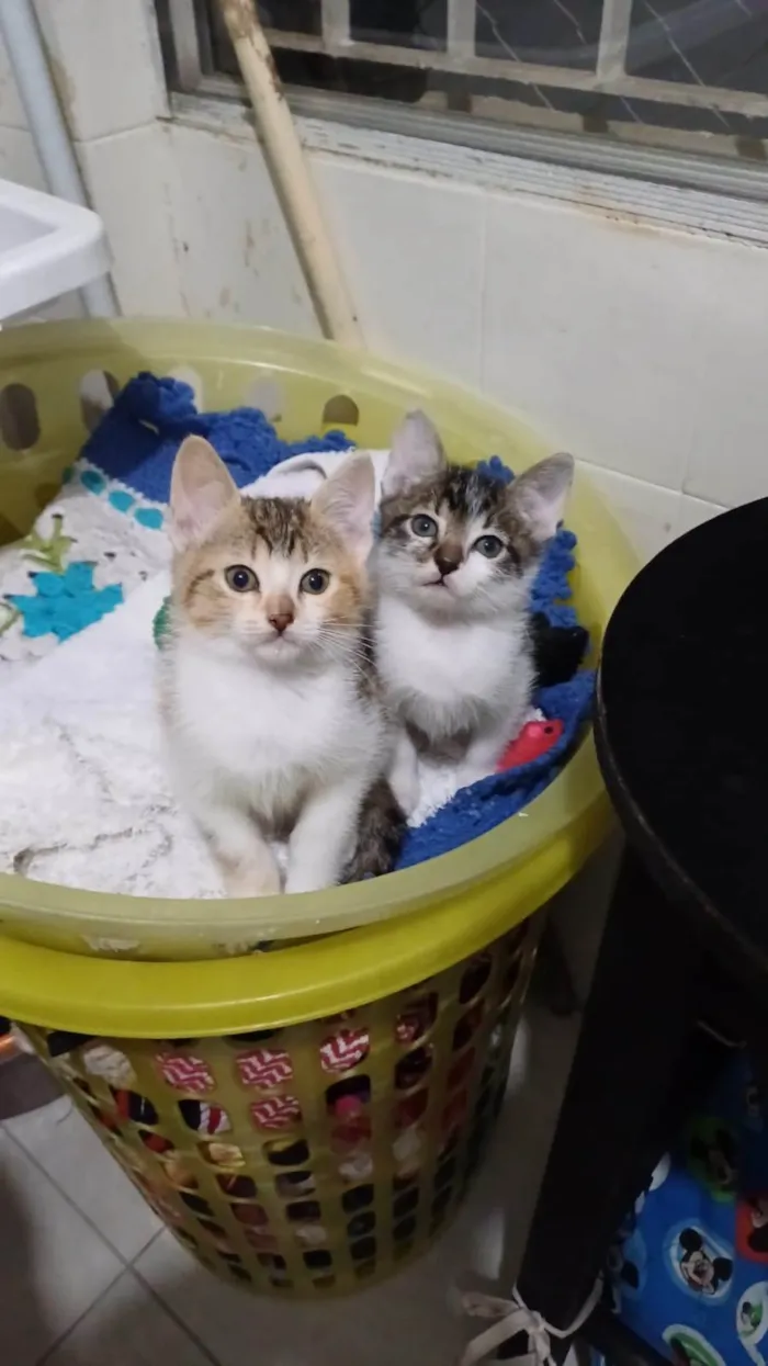 Gato ra a SRD-ViraLata idade Abaixo de 2 meses nome Elma