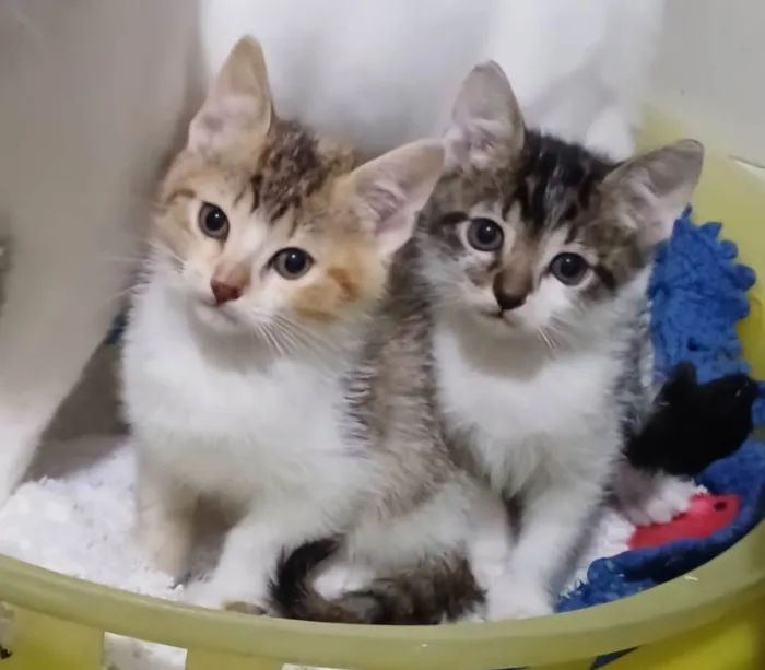 Gato ra a SRD-ViraLata idade Abaixo de 2 meses nome Elma