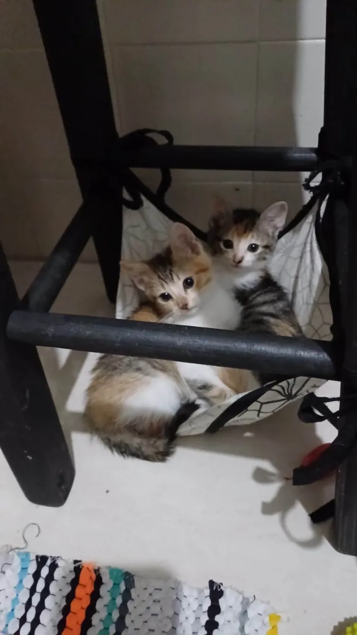 Gato ra a SRD-ViraLata idade Abaixo de 2 meses nome Elma