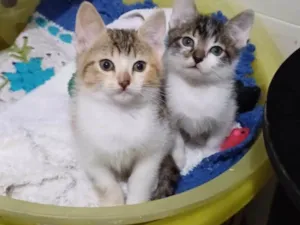 Gato raça SRD-ViraLata idade Abaixo de 2 meses nome Elma