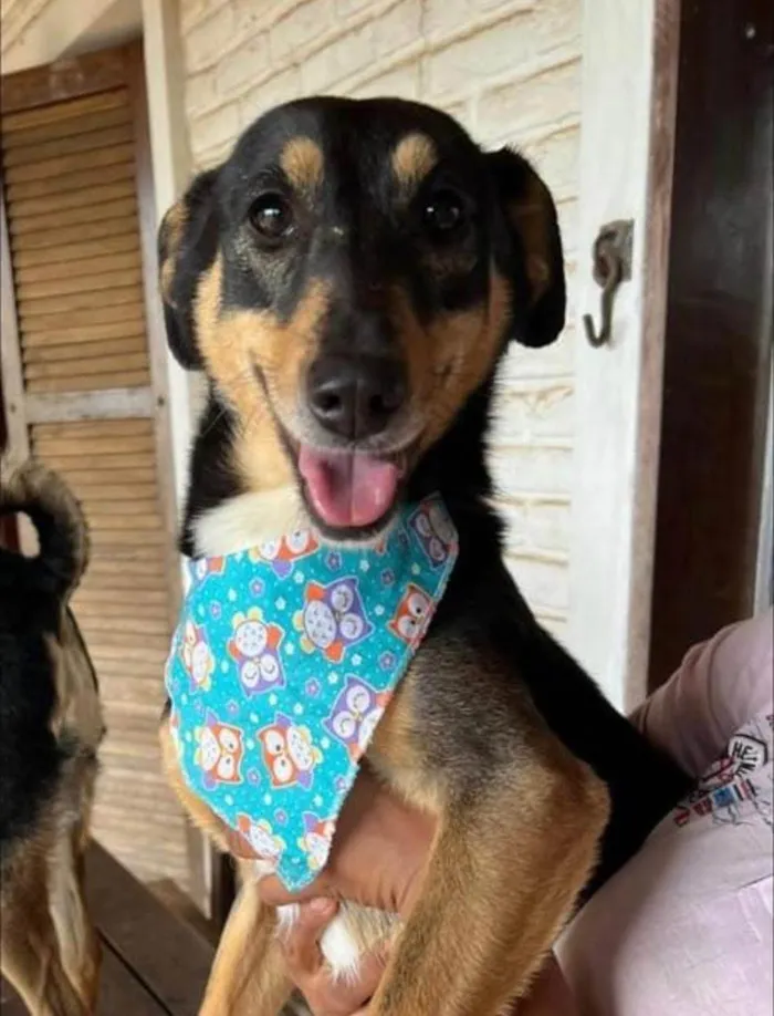 Cachorro ra a Basset-Cofap idade 4 anos nome Olivia 