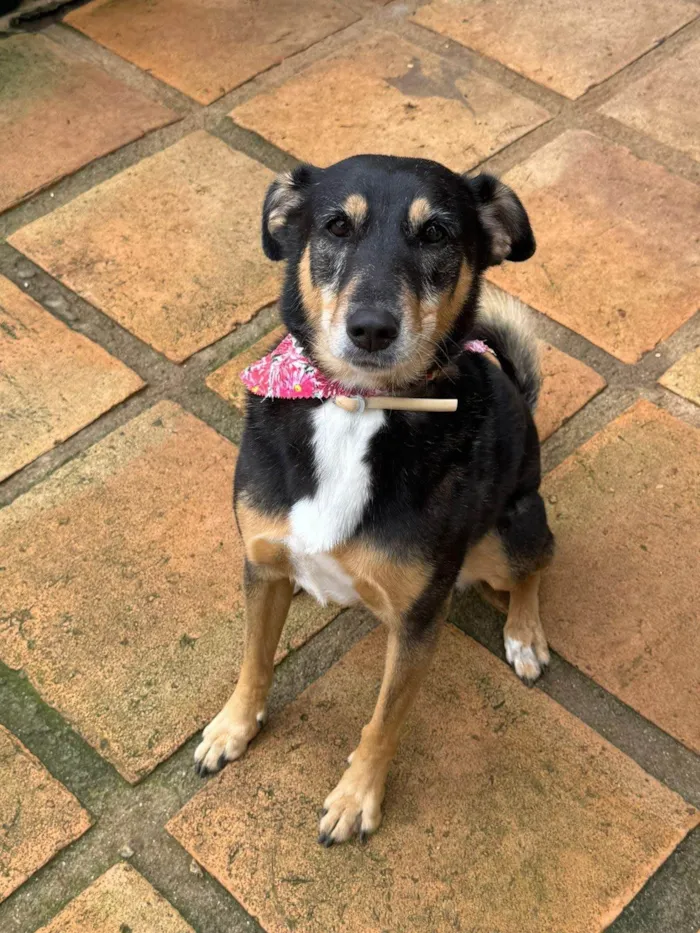 Cachorro ra a Basset-Cofap idade 4 anos nome Olivia 