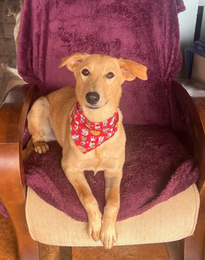 Cachorro ra a SRD-ViraLata idade 2 anos nome Lorenzo 