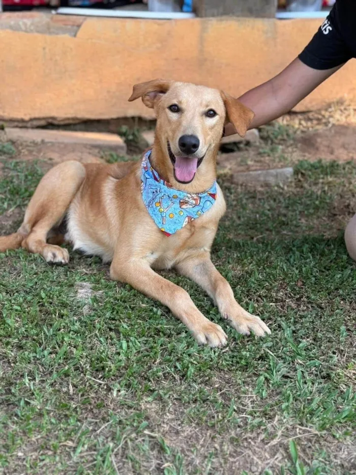 Cachorro ra a SRD-ViraLata idade 2 anos nome Lorenzo 