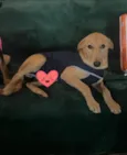 Lorenzo