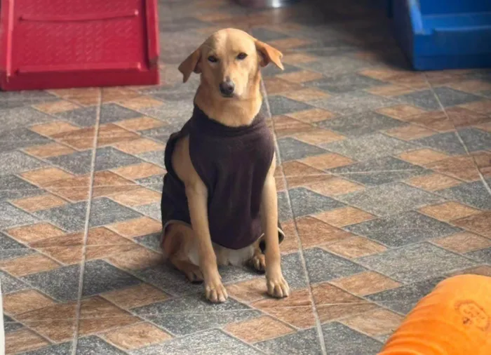 Cachorro ra a SRD-ViraLata idade 2 anos nome Lorenzo 