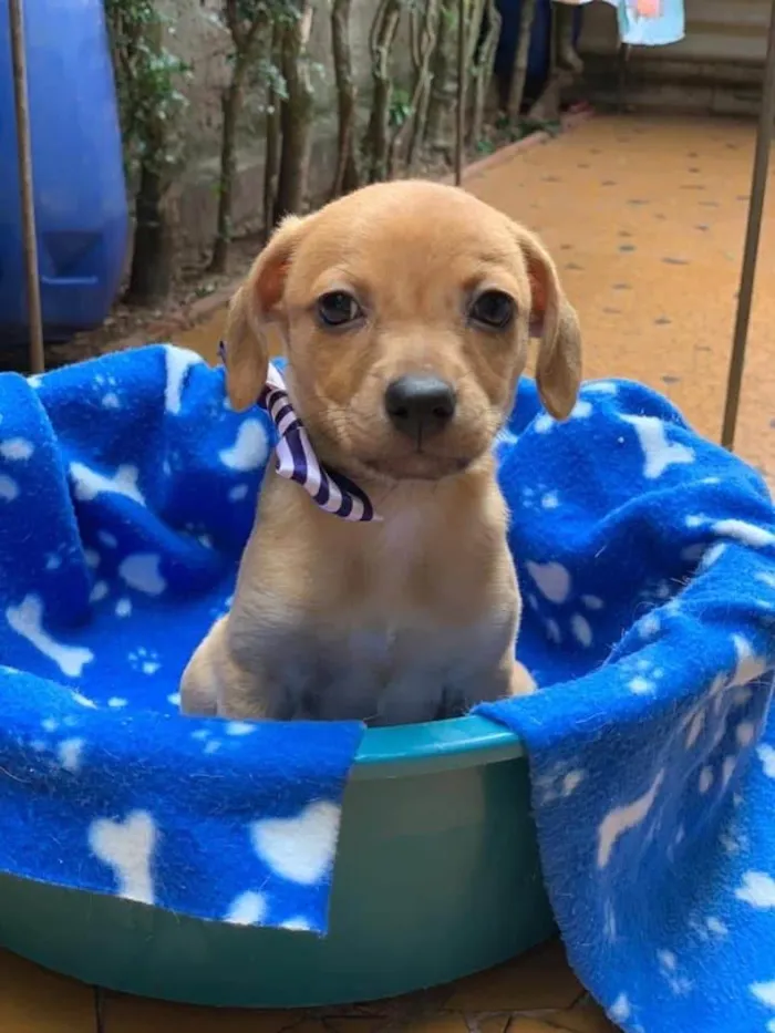 Cachorro ra a SRD-ViraLata idade 2 anos nome Lorenzo 
