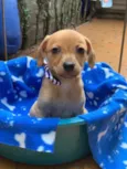 Lorenzo