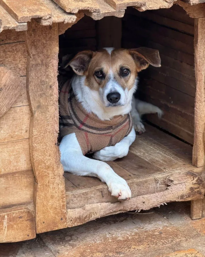 Cachorro ra a SRD-ViraLata idade 3 anos nome Naruto 