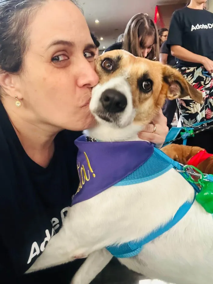 Cachorro ra a SRD-ViraLata idade 3 anos nome Naruto 