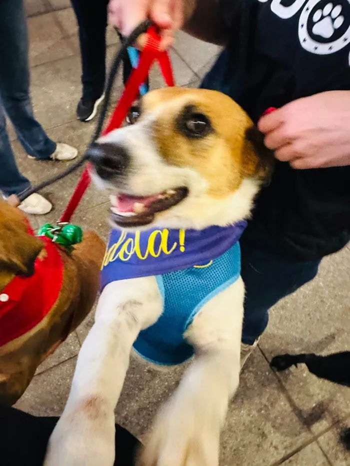 Cachorro ra a SRD-ViraLata idade 3 anos nome Naruto 