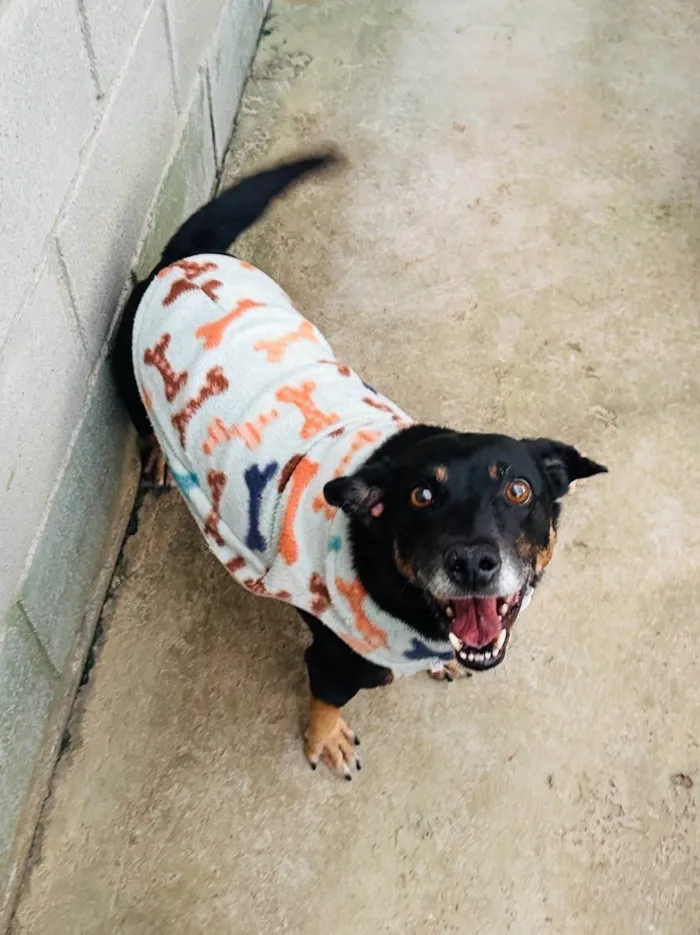 Cachorro ra a SRD-ViraLata idade 3 anos nome Hortelã 
