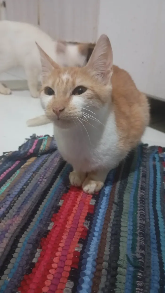 Gato ra a SRD-ViraLata idade 7 a 11 meses nome Mônica Letícia veronez santa cruz