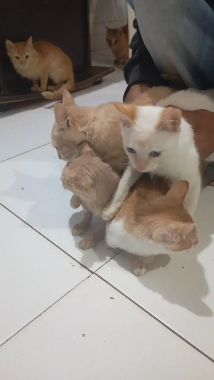 Gato ra a SRD-ViraLata idade 7 a 11 meses nome Mônica Letícia veronez santa cruz