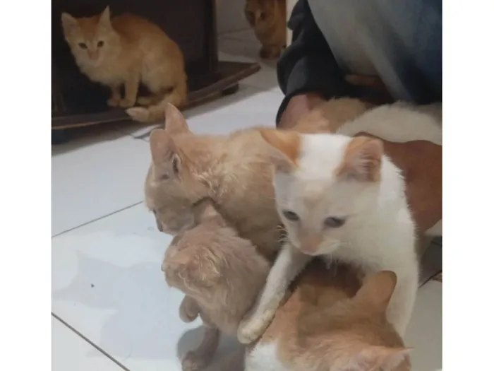 Gato ra a SRD-ViraLata idade 7 a 11 meses nome Mônica Letícia veronez santa cruz