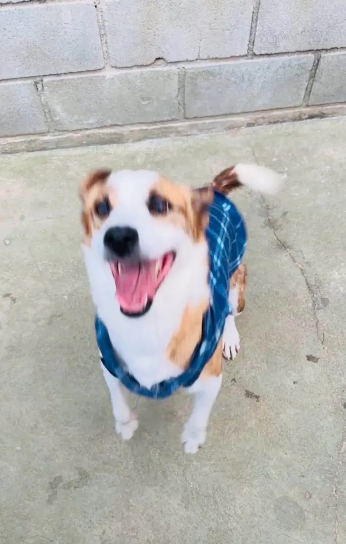 Cachorro ra a SRD-ViraLata idade 2 anos nome Derek