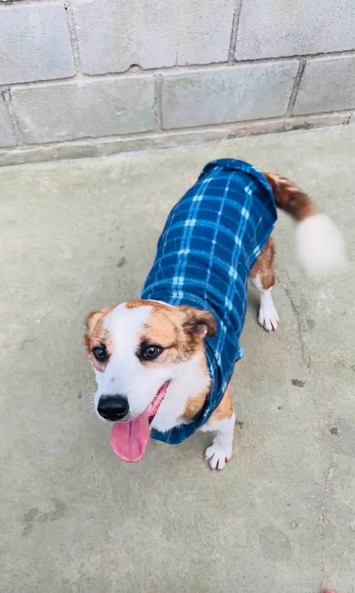 Cachorro ra a SRD-ViraLata idade 2 anos nome Derek