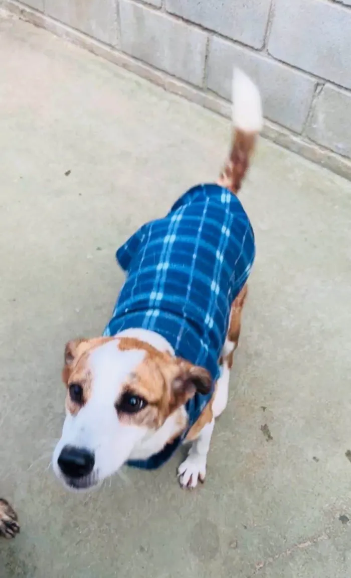 Cachorro ra a SRD-ViraLata idade 2 anos nome Derek