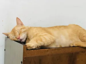 Gato raça SRD-ViraLata idade 2 a 6 meses nome Jacó