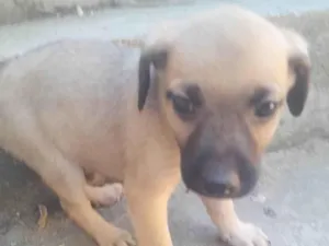 Cachorro raça SRD-ViraLata idade Abaixo de 2 meses nome Filhotes 