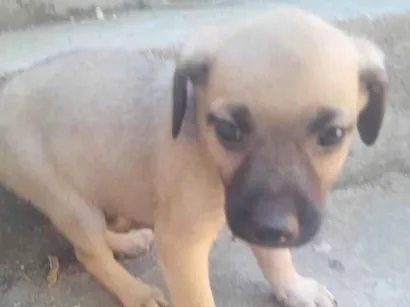 Cachorro raça SRD-ViraLata idade Abaixo de 2 meses nome Filhotes 