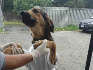 Cachorro raça SRD-ViraLata idade 7 a 11 meses nome Frederico 