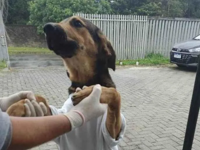Cachorro ra a SRD-ViraLata idade 7 a 11 meses nome Frederico 