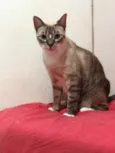 Princesa