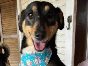 Cachorro raça Basset-Cofap idade 4 anos nome Olivia 