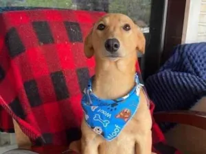 Cachorro raça SRD-ViraLata idade 2 anos nome Lorenzo 