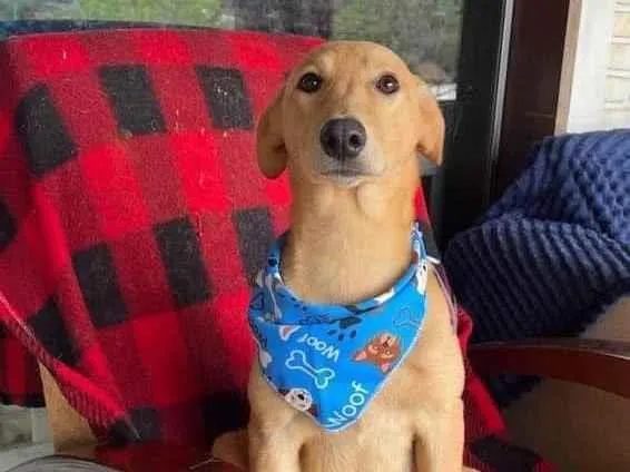 Cachorro ra a SRD-ViraLata idade 2 anos nome Lorenzo 