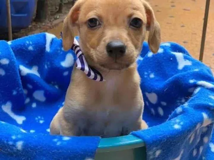 Cachorro ra a SRD-ViraLata idade 2 anos nome Lorenzo 