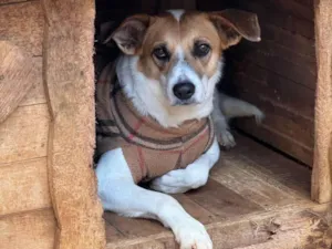 Cachorro raça SRD-ViraLata idade 3 anos nome Naruto 