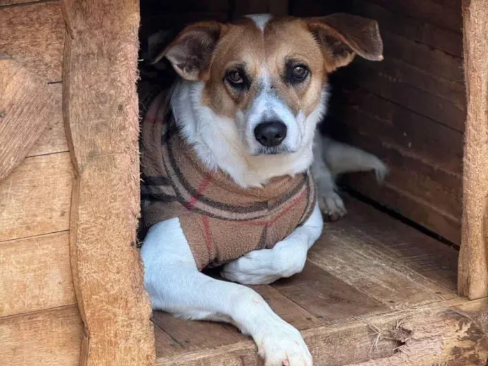 Cachorro ra a SRD-ViraLata idade 3 anos nome Naruto 