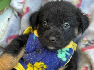 Cachorro raça SRD-ViraLata idade Abaixo de 2 meses nome Zion