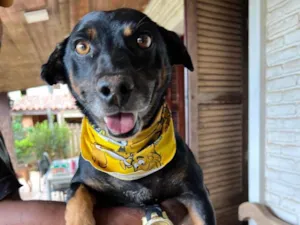 Cachorro raça SRD-ViraLata idade 3 anos nome Hortelã 