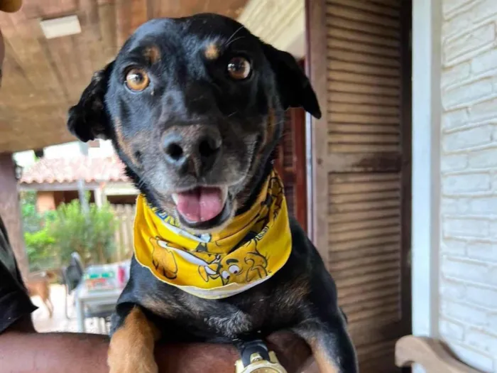 Cachorro ra a SRD-ViraLata idade 3 anos nome Hortelã 