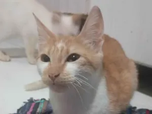 Gato raça SRD-ViraLata idade 7 a 11 meses nome Mônica Letícia veronez santa cruz