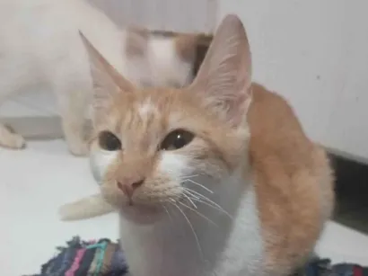 Gato raça SRD-ViraLata idade 7 a 11 meses nome Mônica Letícia veronez santa cruz
